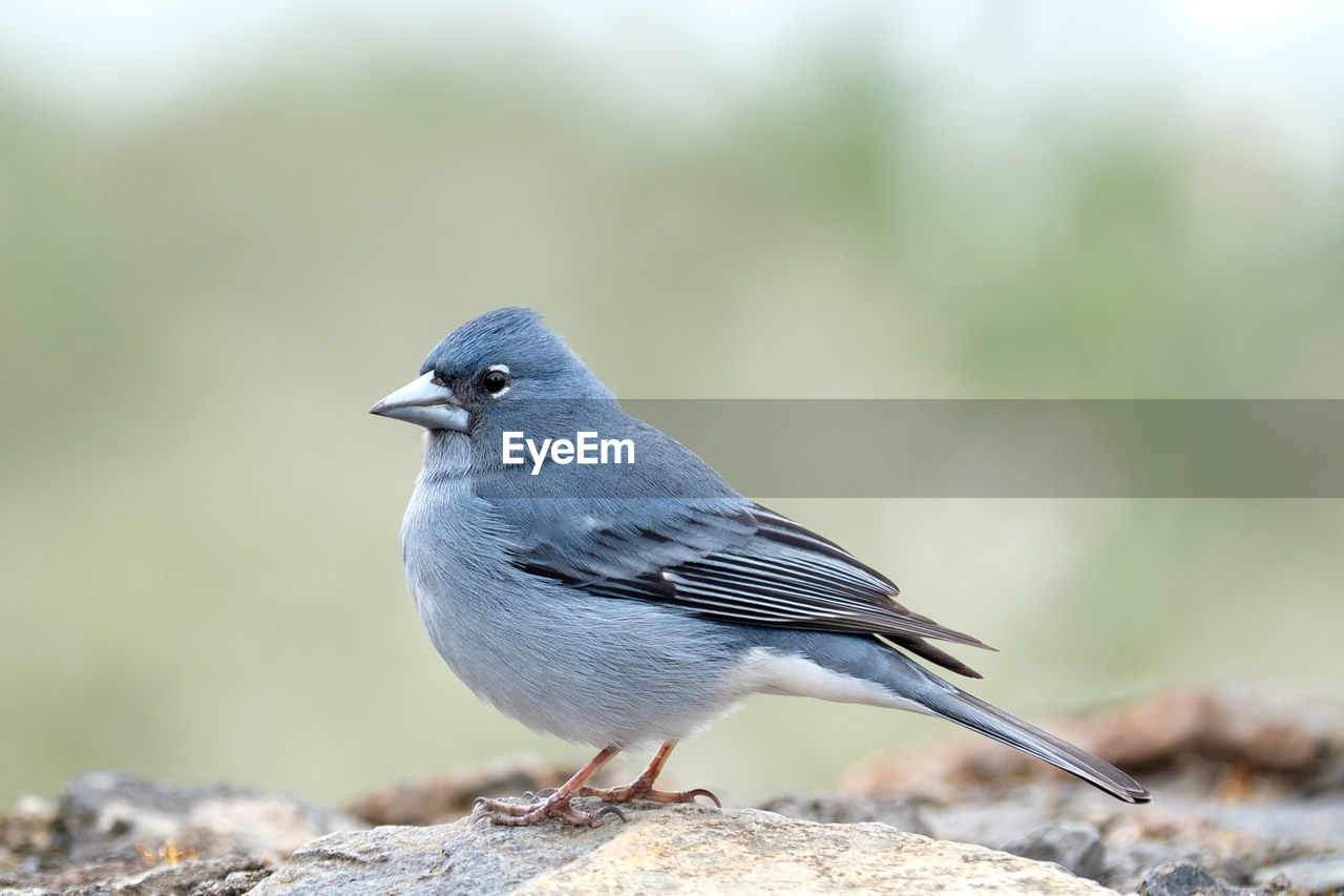 Close-up of bird perching on rock