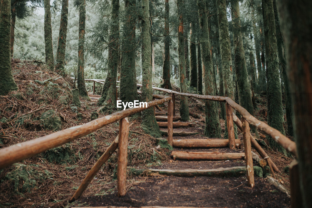 Path in forest