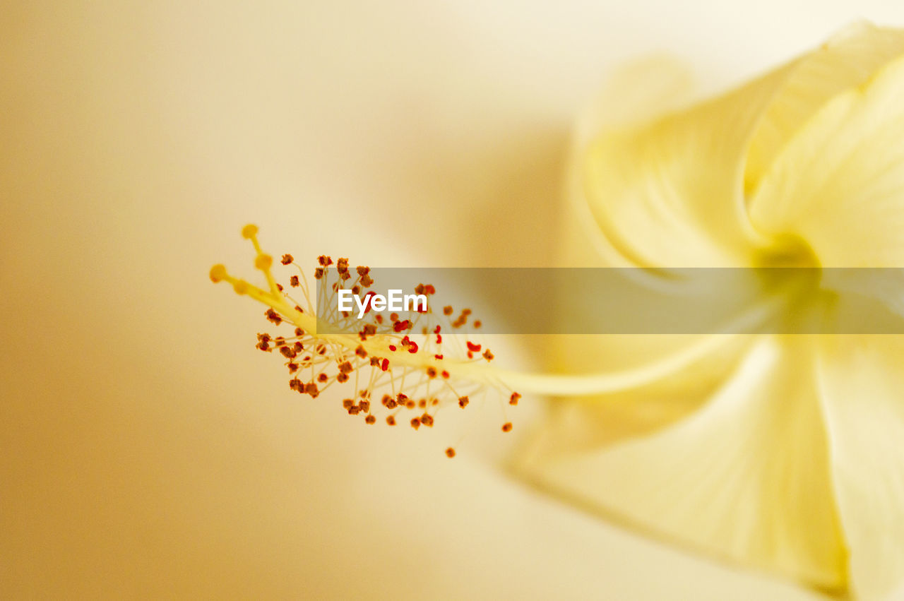 CLOSE-UP OF YELLOW FLOWER AGAINST BLURRED BACKGROUND