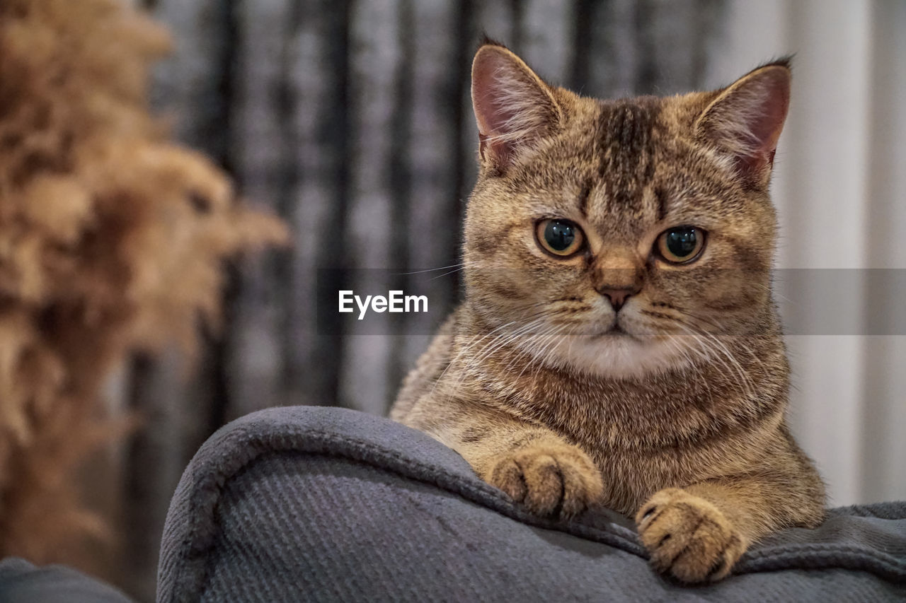 Cat looking