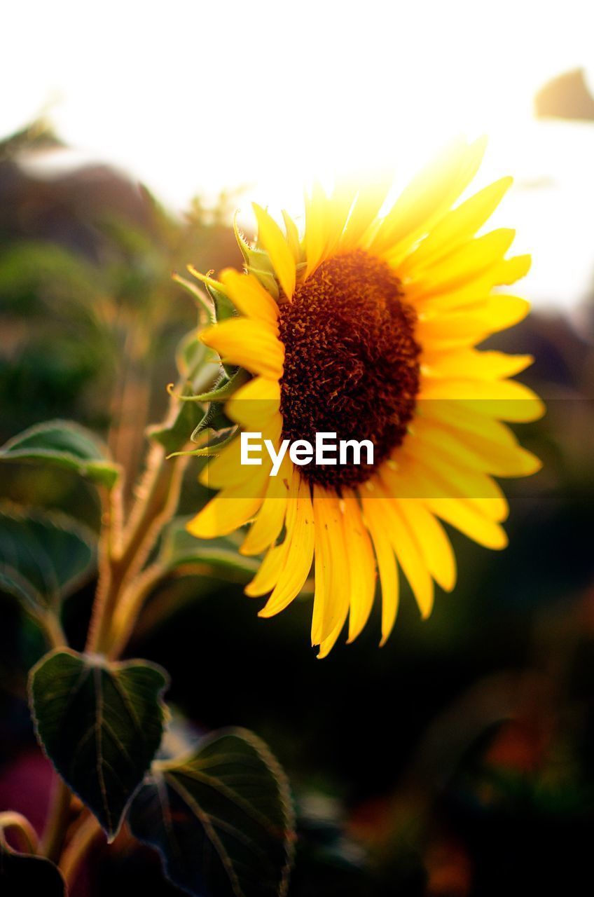 Close-up of sunflower blooming in field