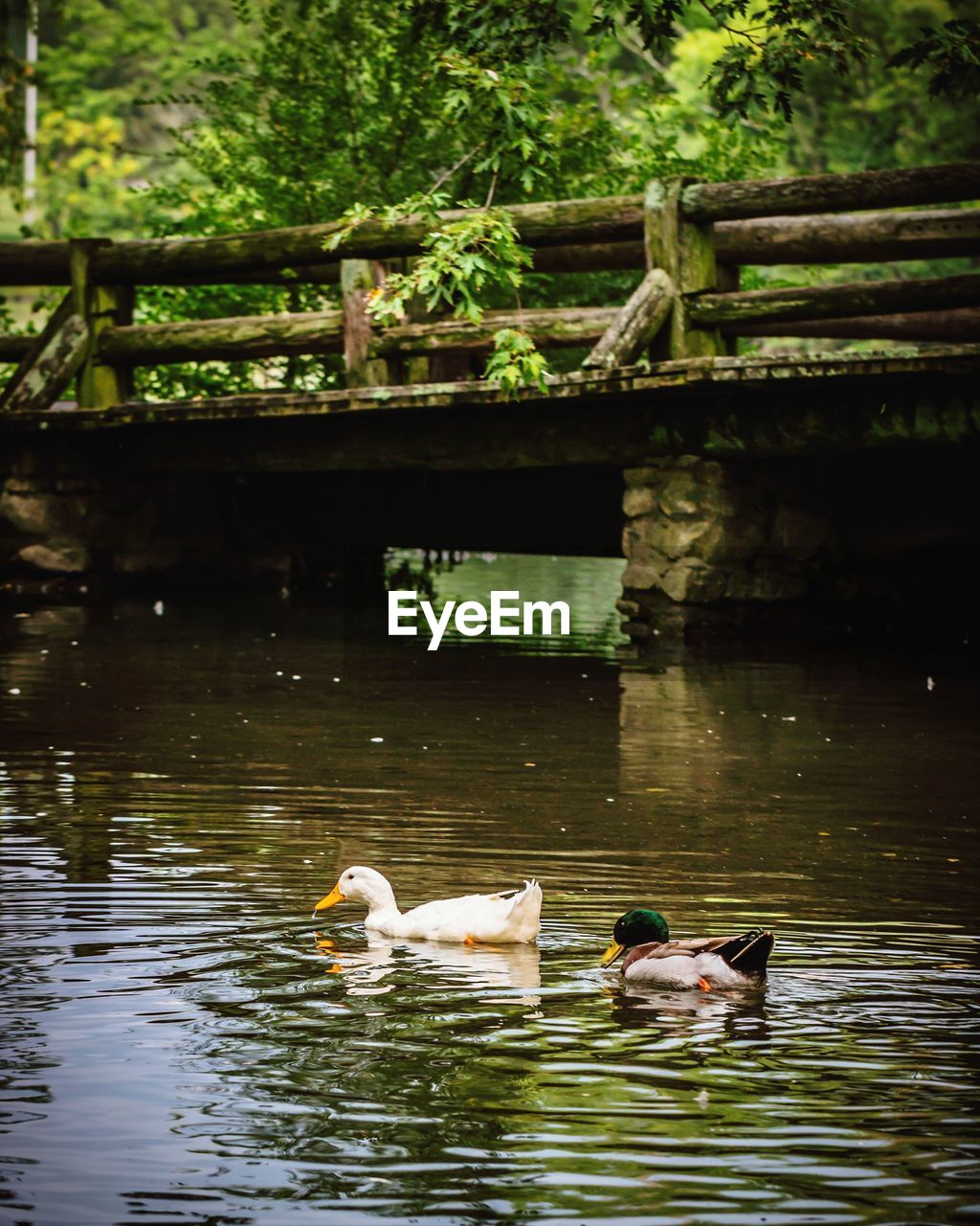 SWAN SWIMMING IN LAKE