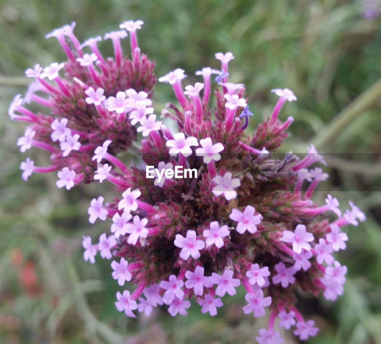 CLOSE-UP OF PURPLE FLOWER BLOOMING OUTDOORS