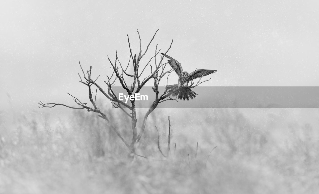 Kite perching on bare tree
