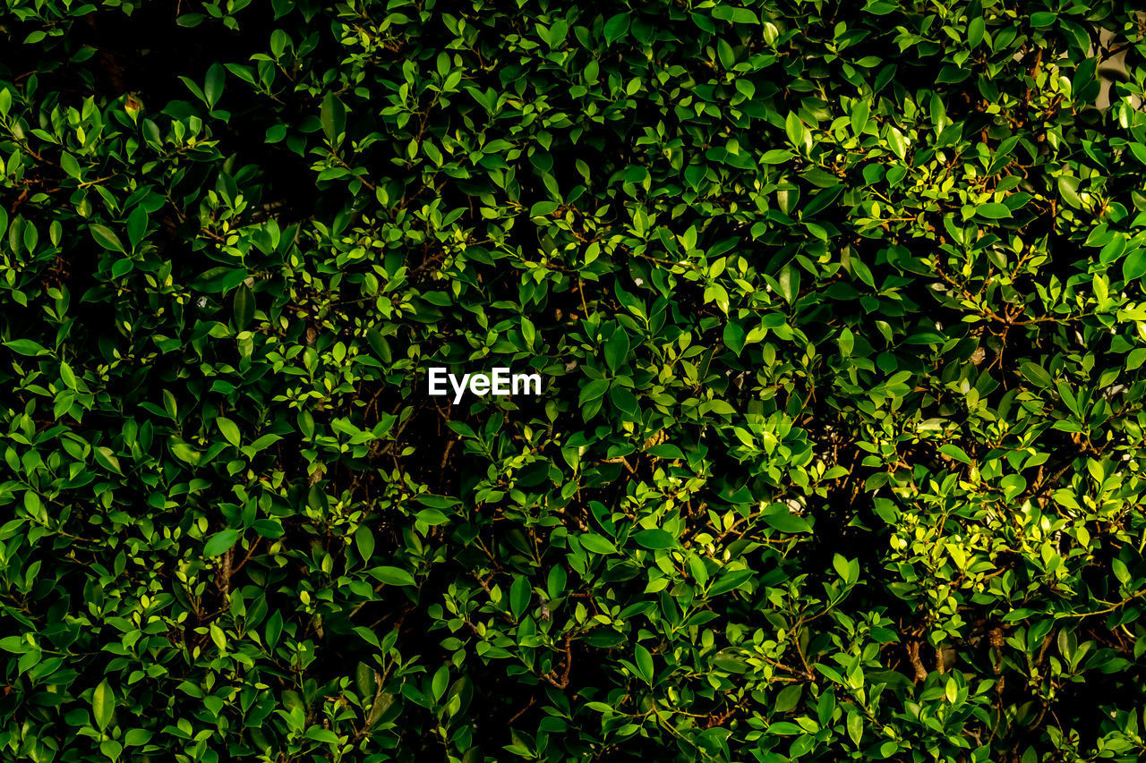 Full frame shot of fresh green leaves