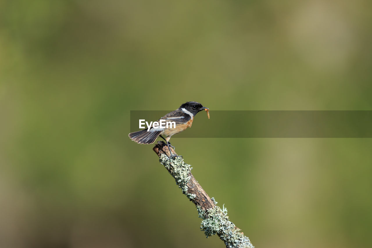 CLOSE-UP OF A BIRD