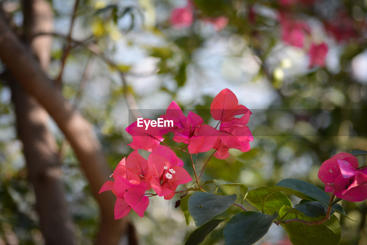 Close-up of pink flowering plant