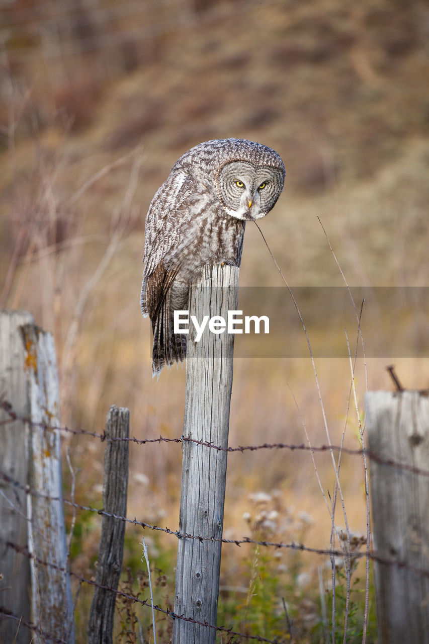 Owl perching on wooden post