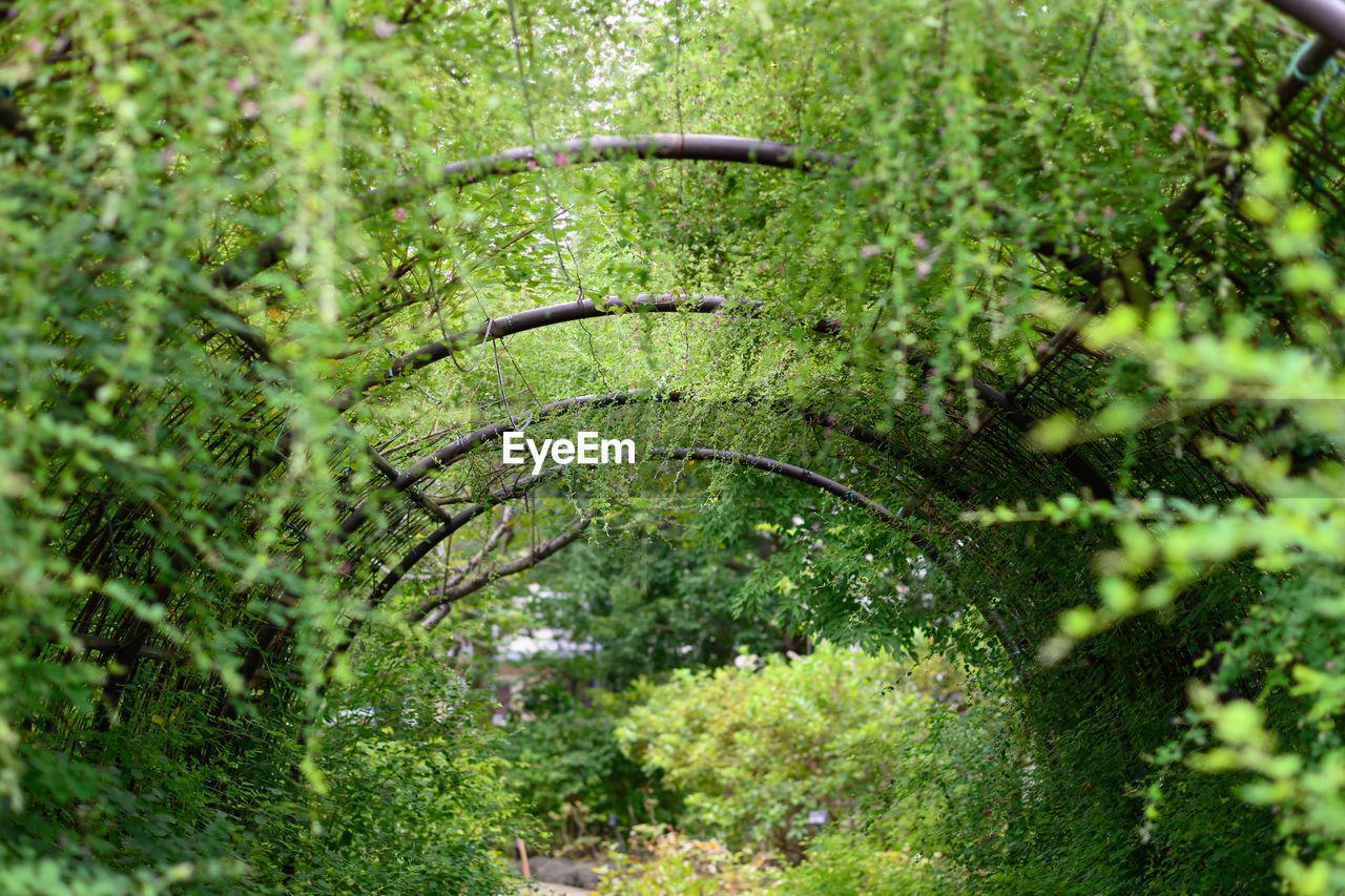 VIEW OF GREEN PLANTS