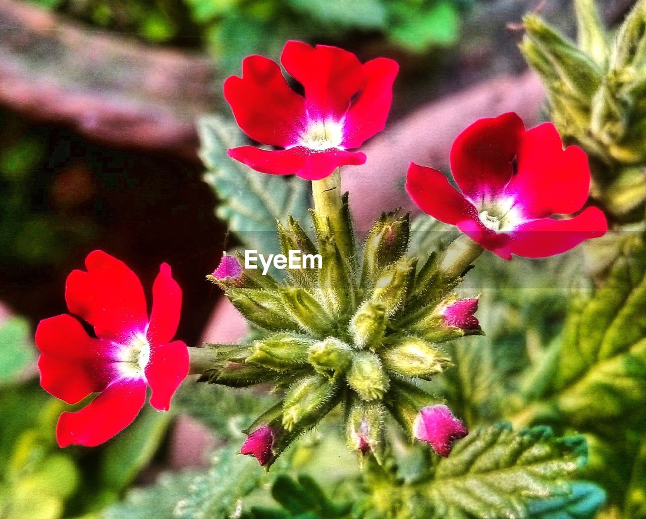 CLOSE UP OF RED FLOWERS