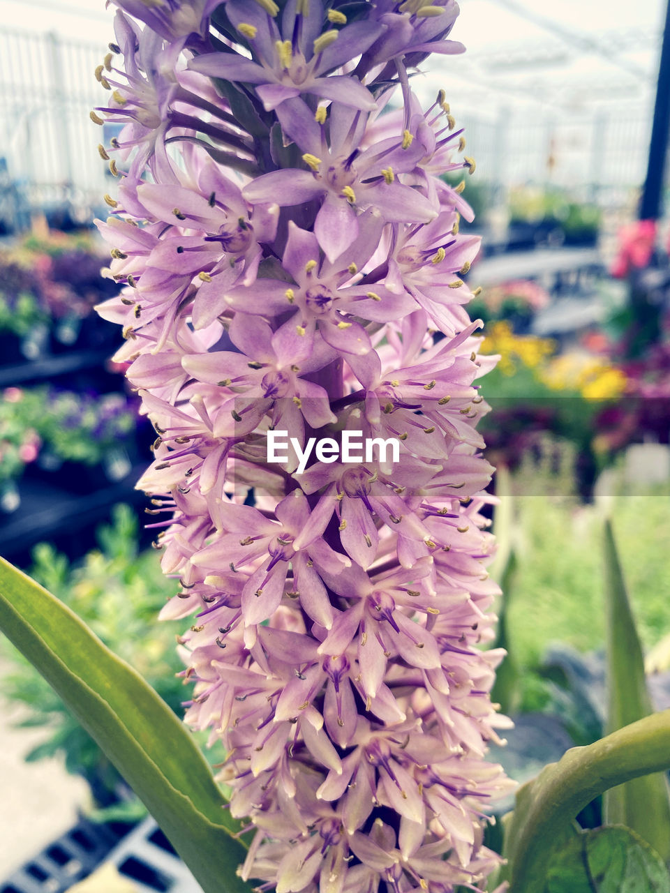 CLOSE-UP OF PINK FLOWER