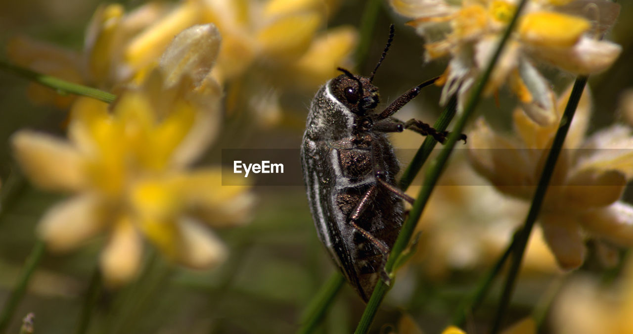 Close-up of beetle on yellow flower