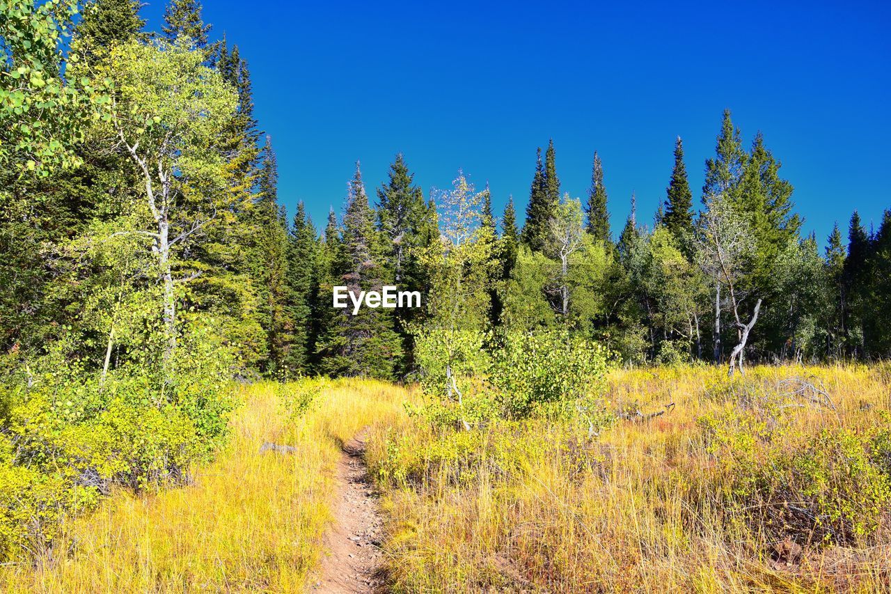 plant, tree, wilderness, natural environment, land, meadow, beauty in nature, nature, woodland, scenics - nature, sky, forest, tranquility, autumn, growth, tranquil scene, landscape, no people, non-urban scene, environment, prairie, trail, green, ridge, day, coniferous tree, clear sky, pine tree, pine woodland, pinaceae, mountain, sunlight, blue, grass, outdoors, leaf, field, idyllic, remote, sunny, footpath, grassland