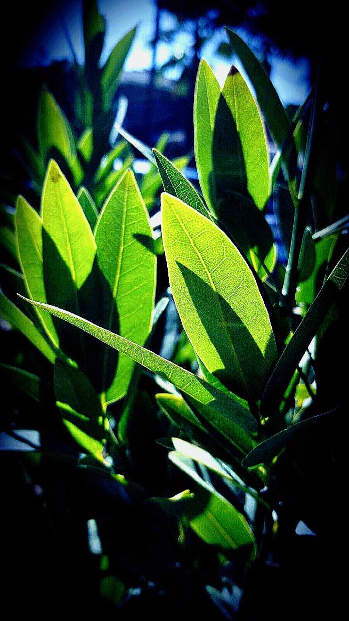 CLOSE-UP OF PLANT LEAVES