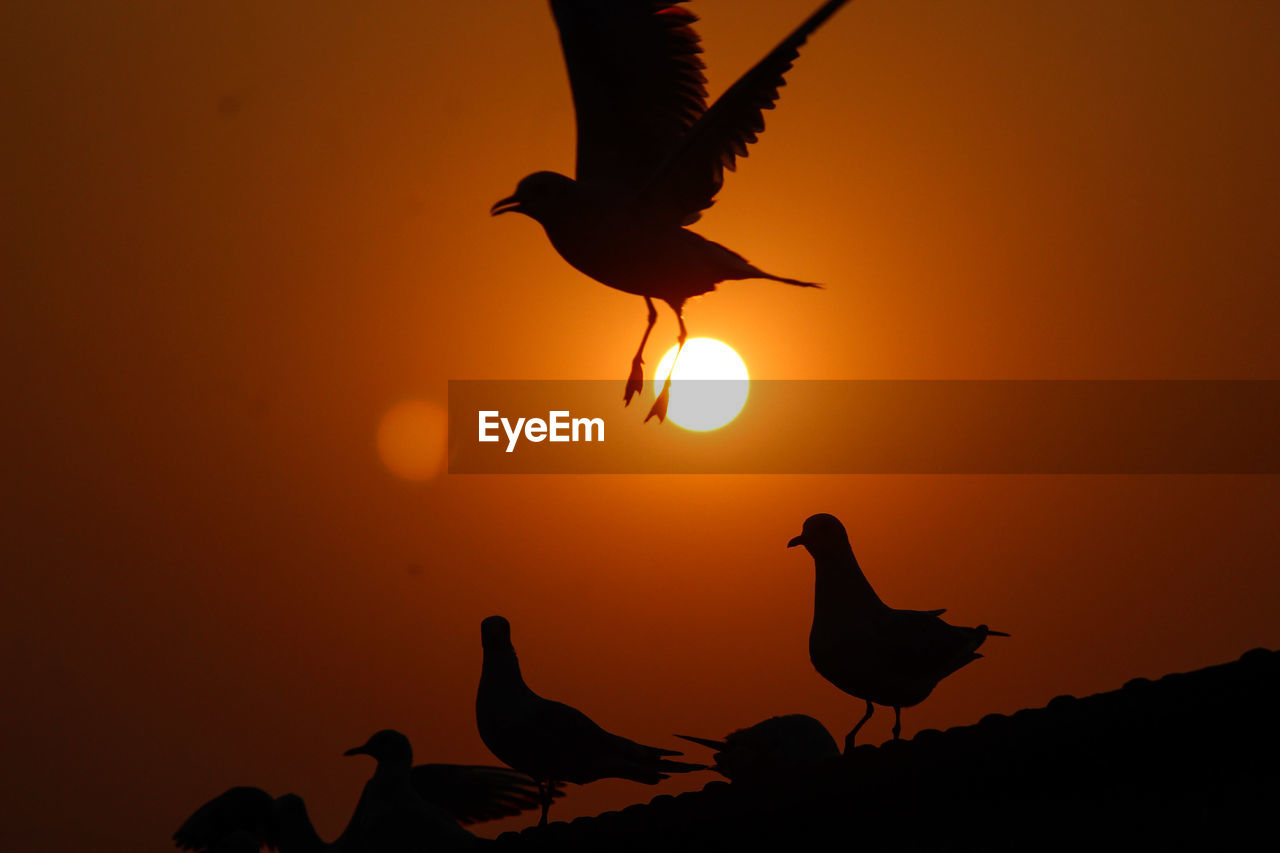 Birds flying against orange sky