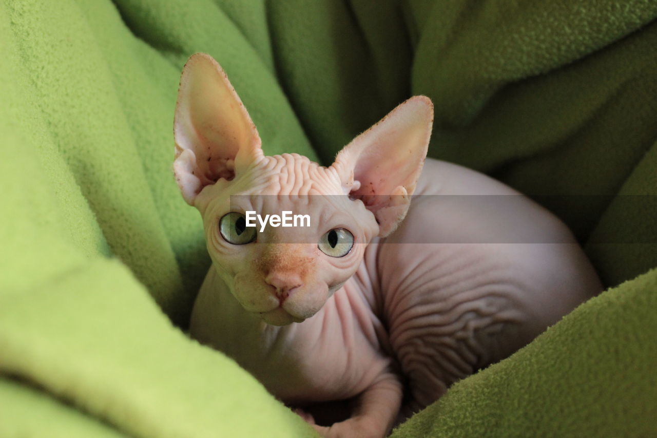 Portrait of cat relaxing on bed