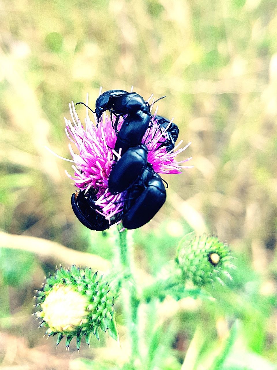 CLOSE-UP OF BEE ON PURPLE THISTLE