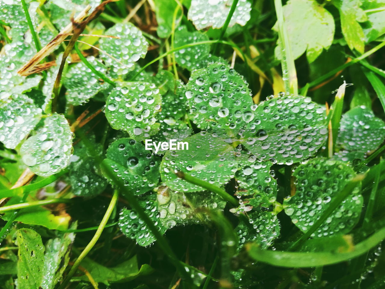 FULL FRAME SHOT OF WET PLANTS