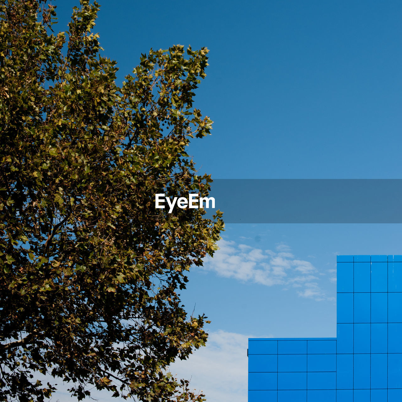 LOW ANGLE VIEW OF TREE AGAINST BUILDING