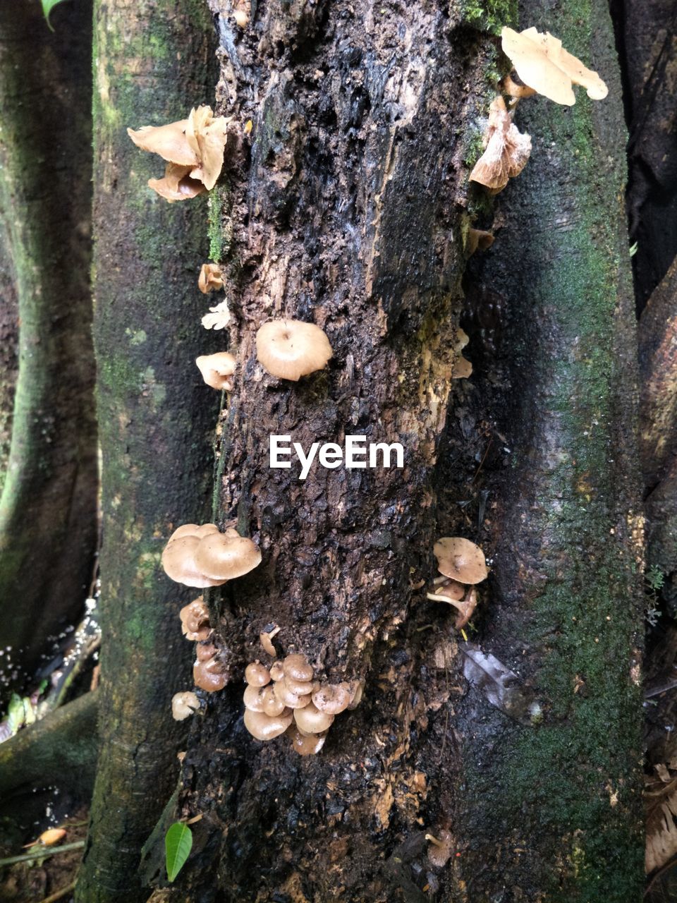 CLOSE-UP OF MUSHROOMS ON TREE TRUNK