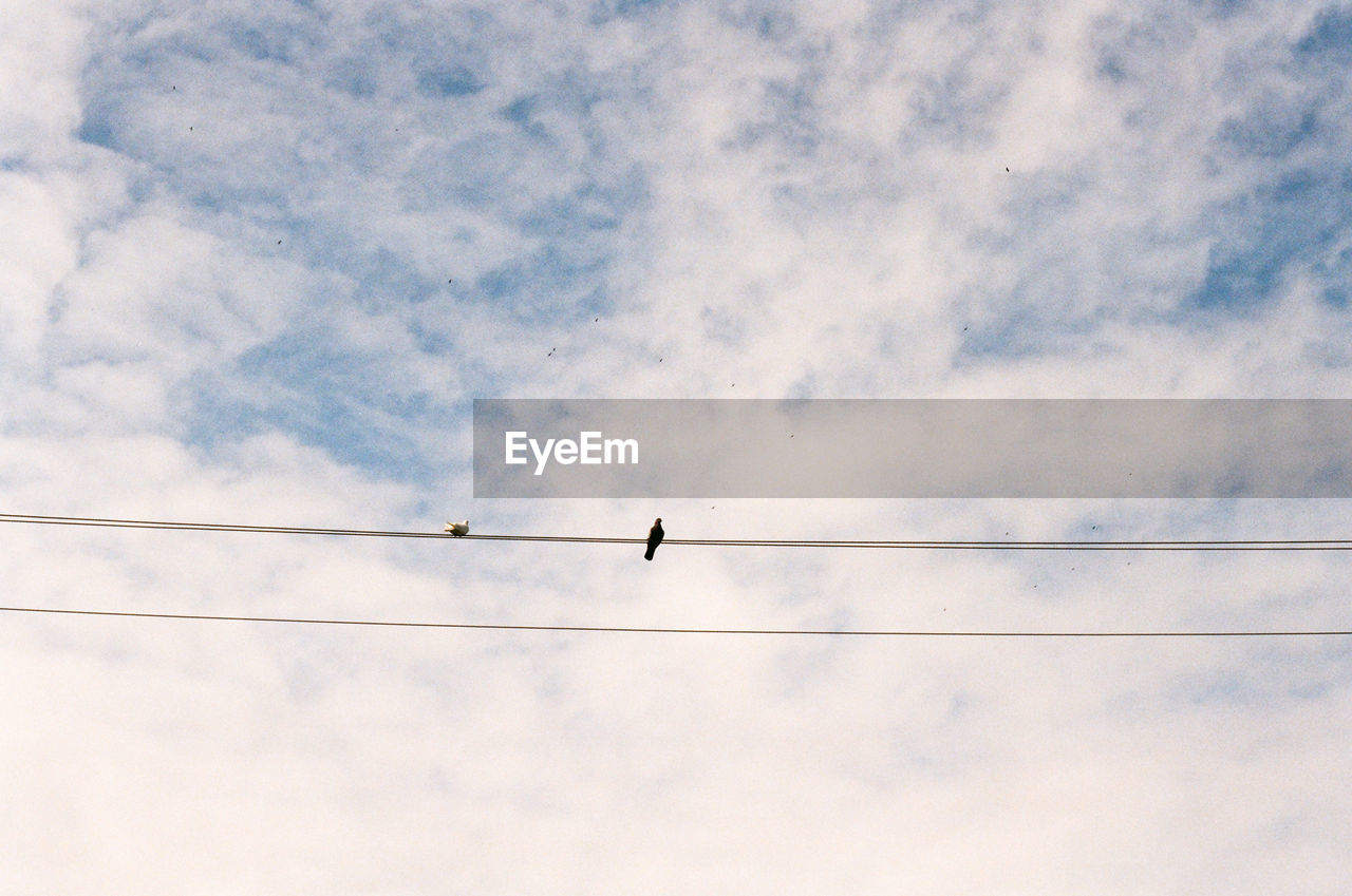 Low angle view of birds perching on cables against sky