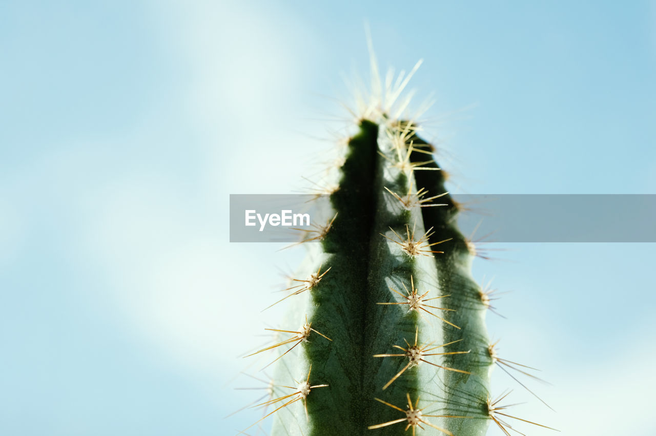 Beautiful prickly cactus on a background of blue sky. fresh succulent cactus closeup. 