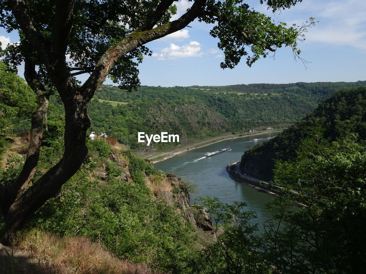 SCENIC VIEW OF RIVER AMIDST TREES IN FOREST