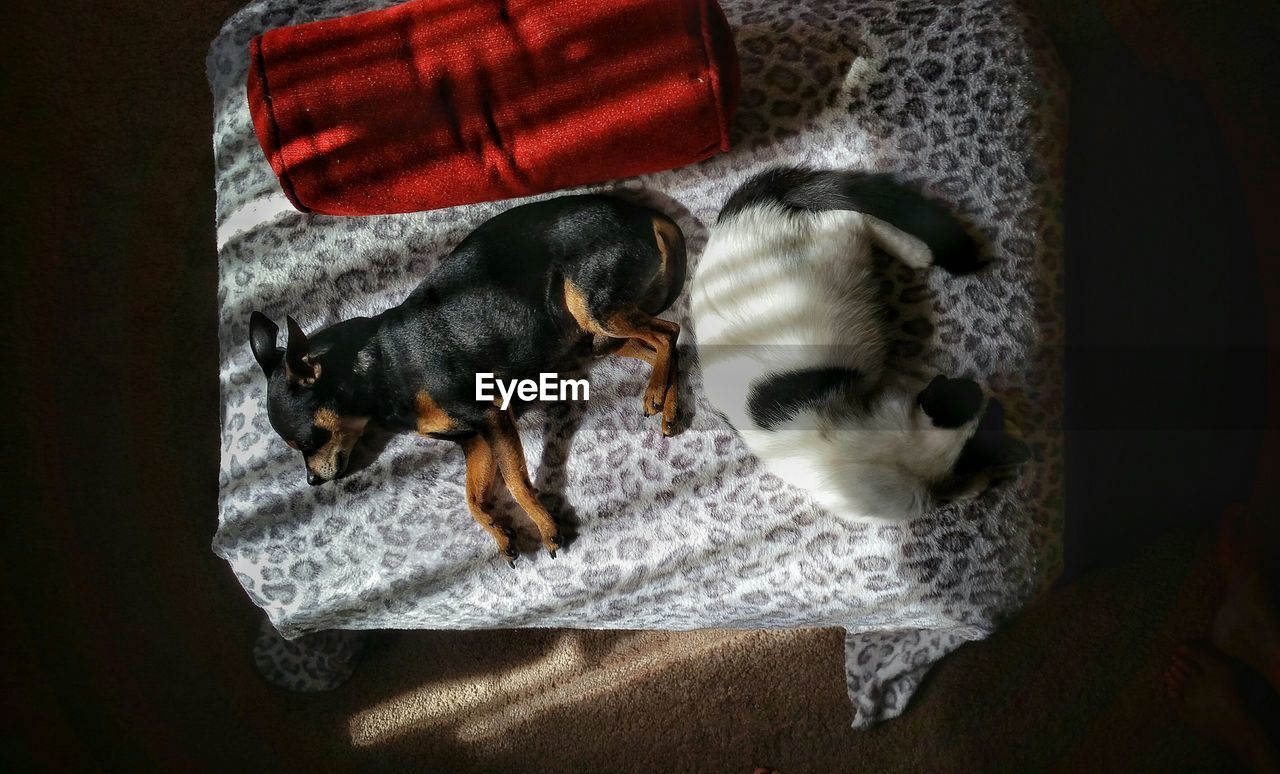 High angle view of cat and dog sleeping on table