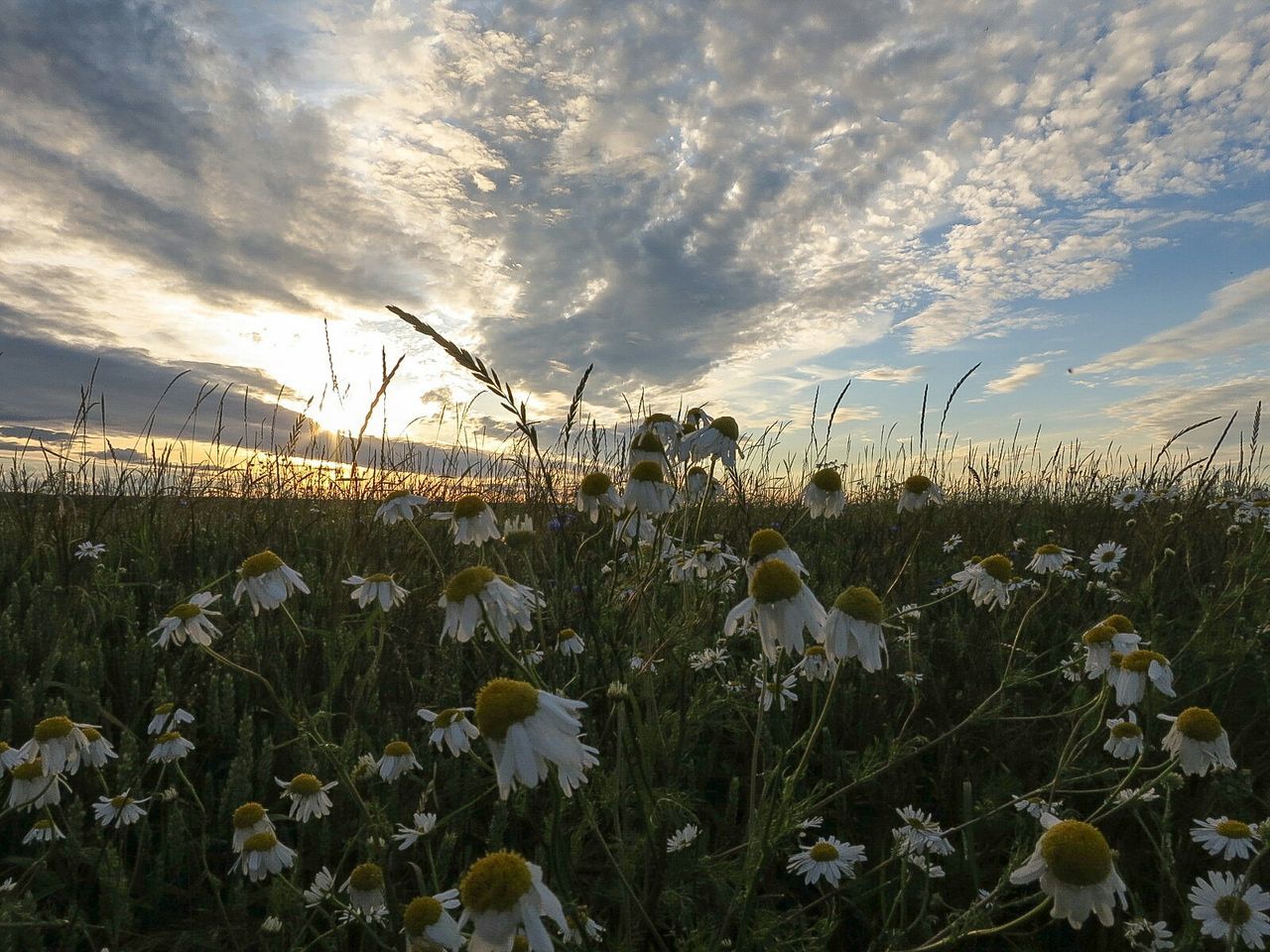 Close-up of white flowers growing in field against cloudy sky during sunset