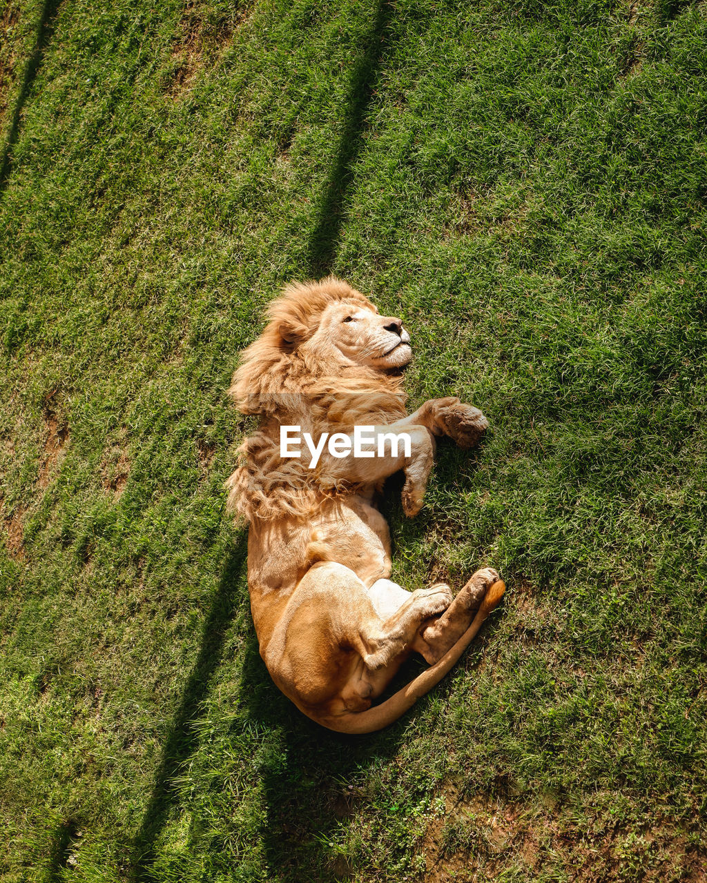 high angle view of dog on grassy field