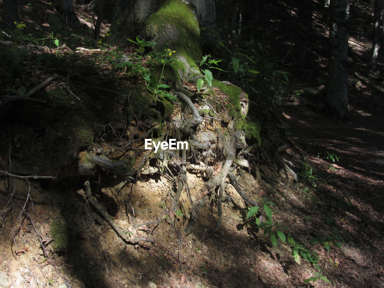 HIGH ANGLE VIEW OF DEAD TREE ON FIELD