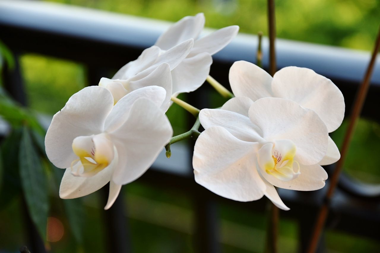 CLOSE-UP OF WHITE FLOWER BLOOMING OUTDOORS
