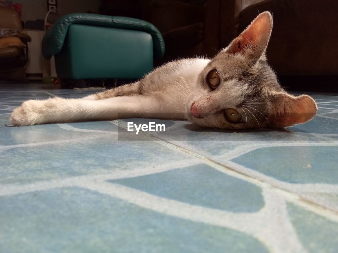 Close-up portrait of cat lying on floor