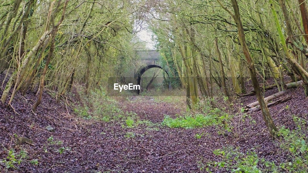 VIEW OF TREES IN FOREST