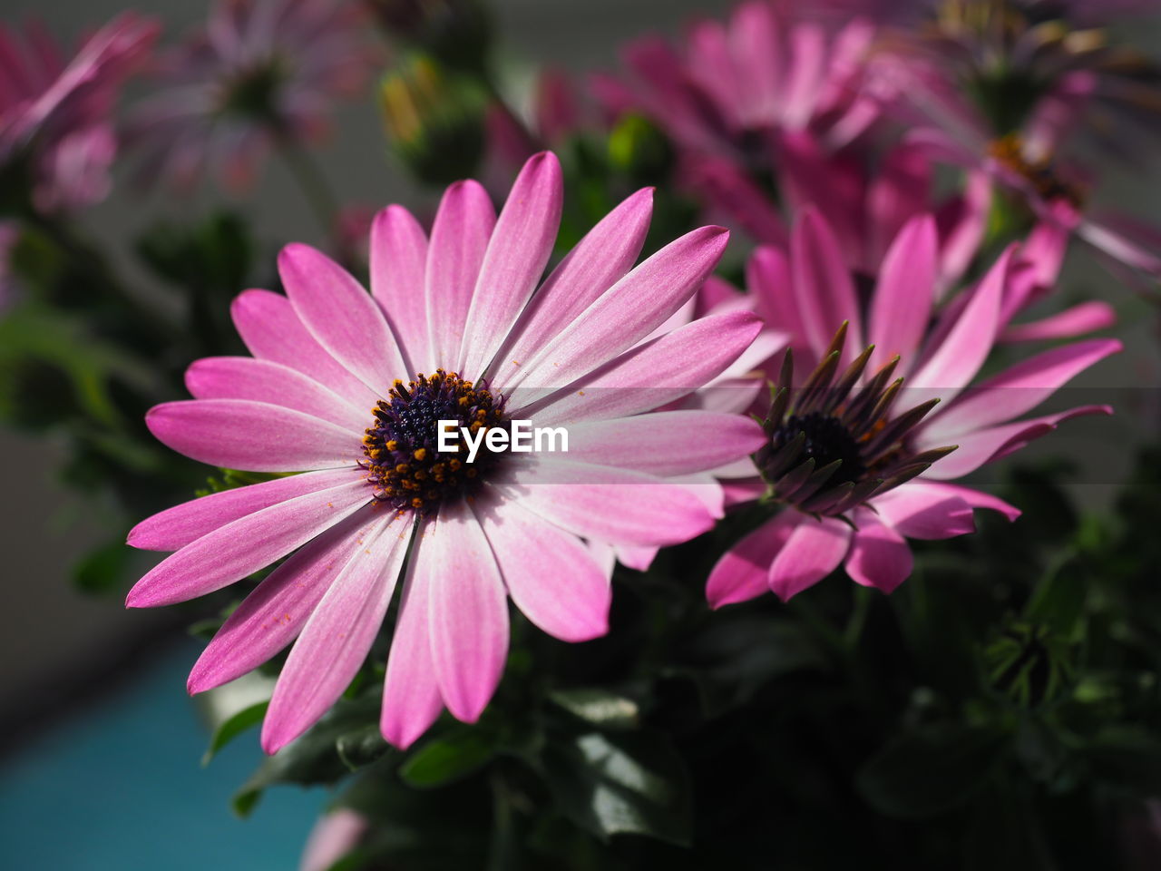 CLOSE-UP OF PURPLE FLOWER