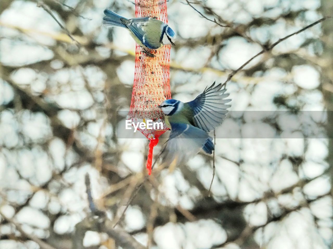 CLOSE-UP OF BIRD PERCHING ON BRANCH AGAINST TREE