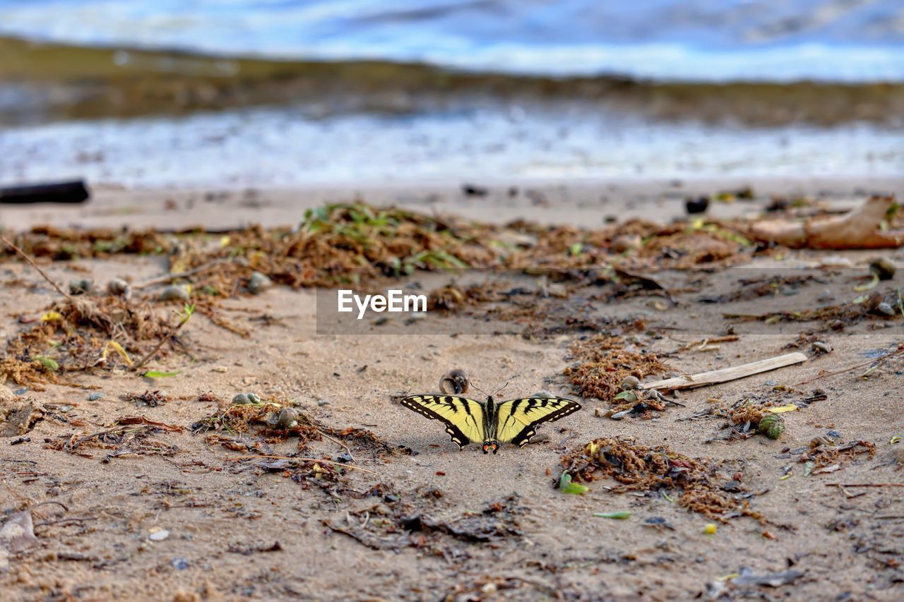 CLOSE-UP OF PLANTS ON SHORE