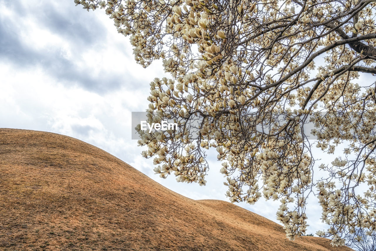 tree, plant, sky, cloud, landscape, nature, soil, environment, beauty in nature, land, no people, scenics - nature, hill, day, low angle view, non-urban scene, outdoors, field, growth, tranquility, natural environment, mound, tranquil scene, rural area, branch