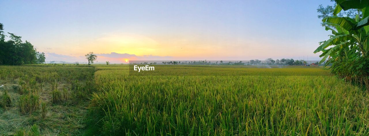 Panoramic view of rice paddy against sky during sunset