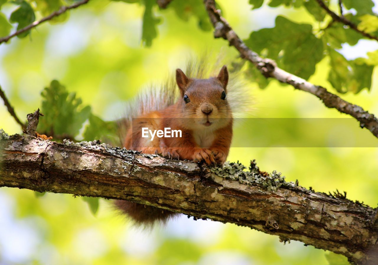 Squirrel on tree branch