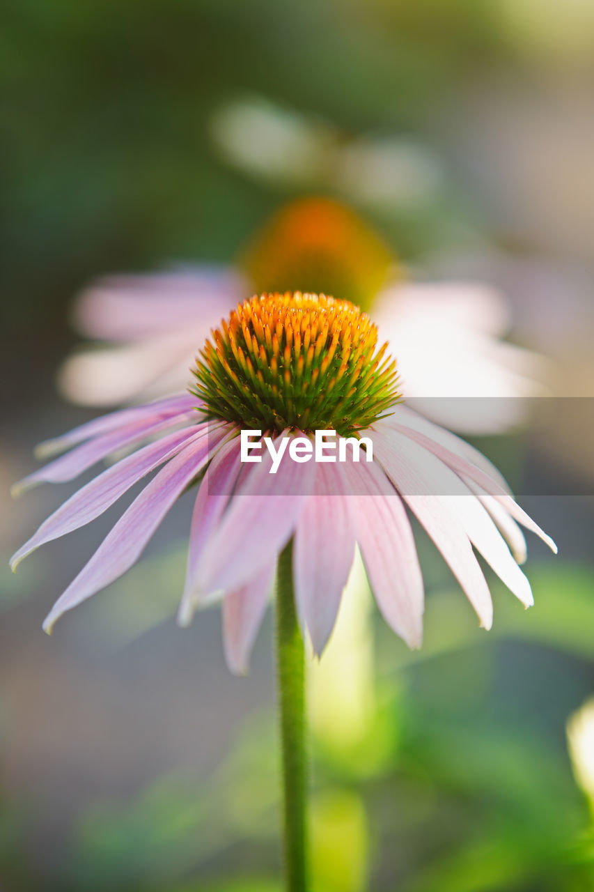 Close up of a purple coneflower or echinacea in bloom on a sunny day in the summer garden