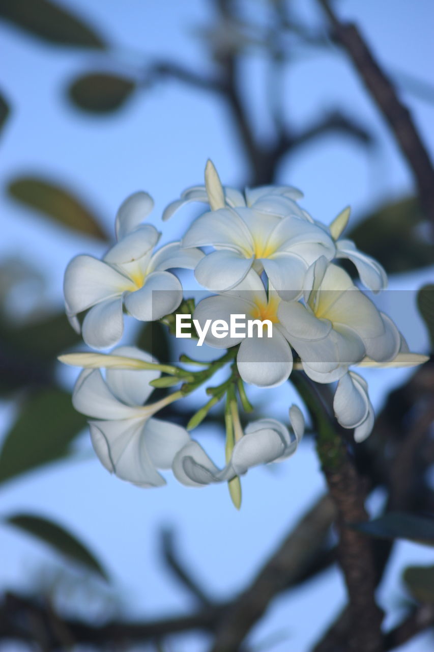 LOW ANGLE VIEW OF WHITE FLOWERING PLANT AGAINST SKY