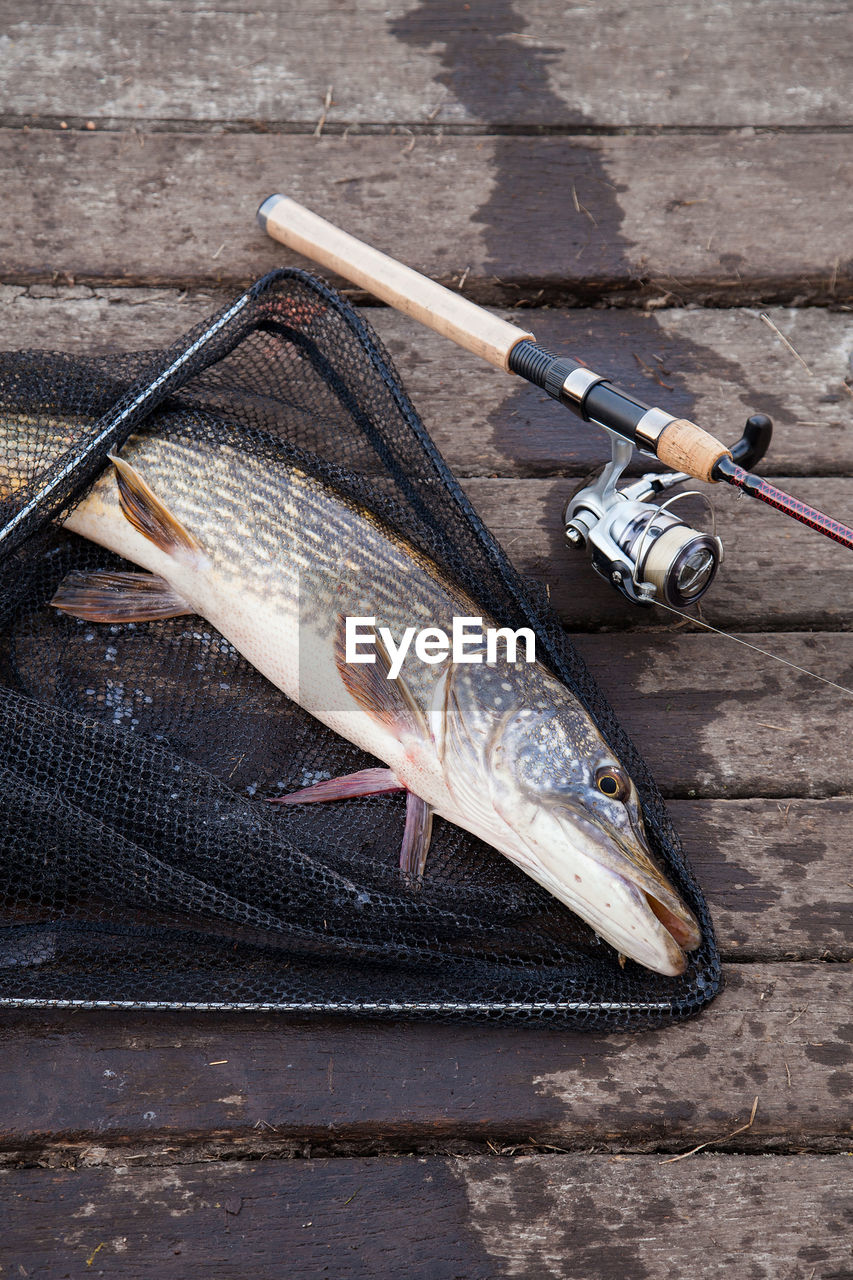 HIGH ANGLE VIEW OF FISH ON TABLE AT HOME