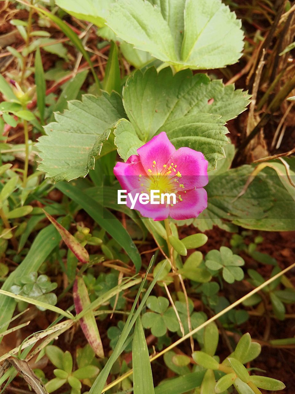 PINK FLOWERS BLOOMING OUTDOORS