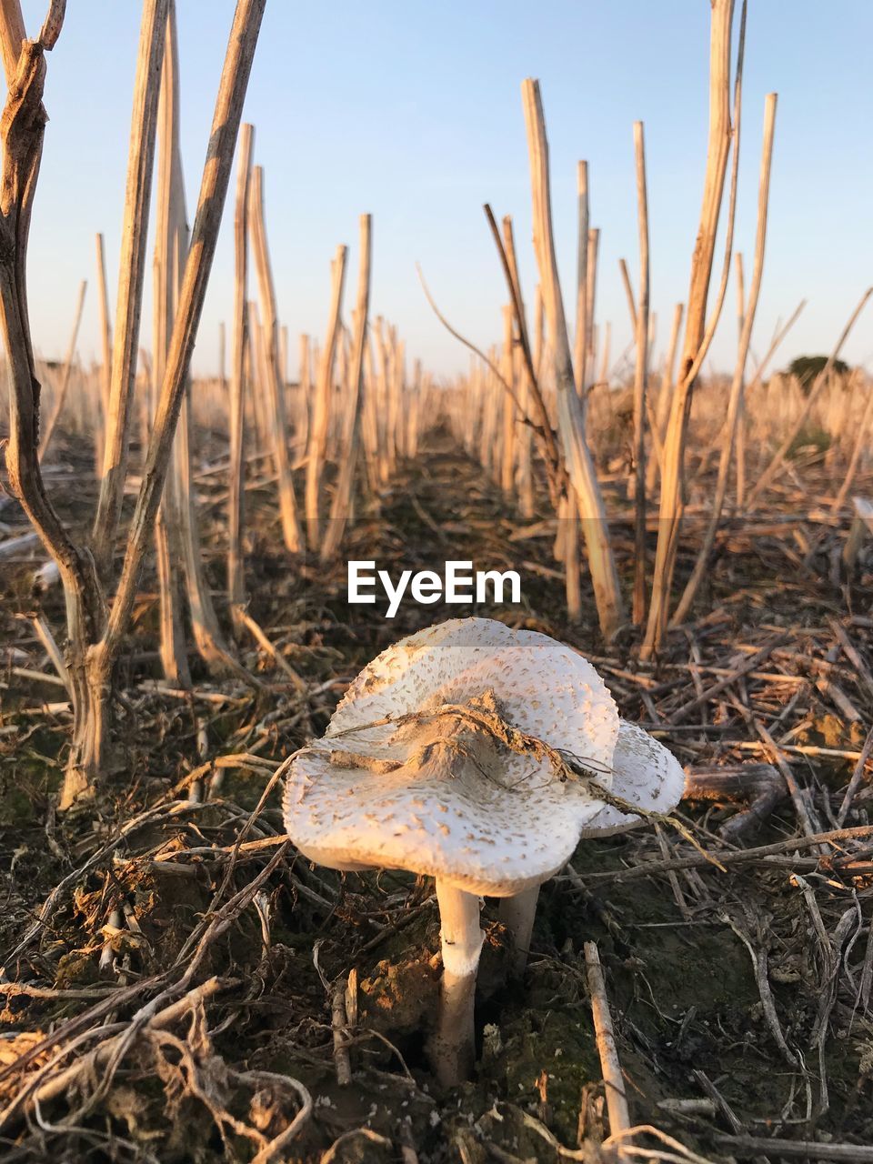 CLOSE-UP OF MUSHROOMS GROWING ON FIELD