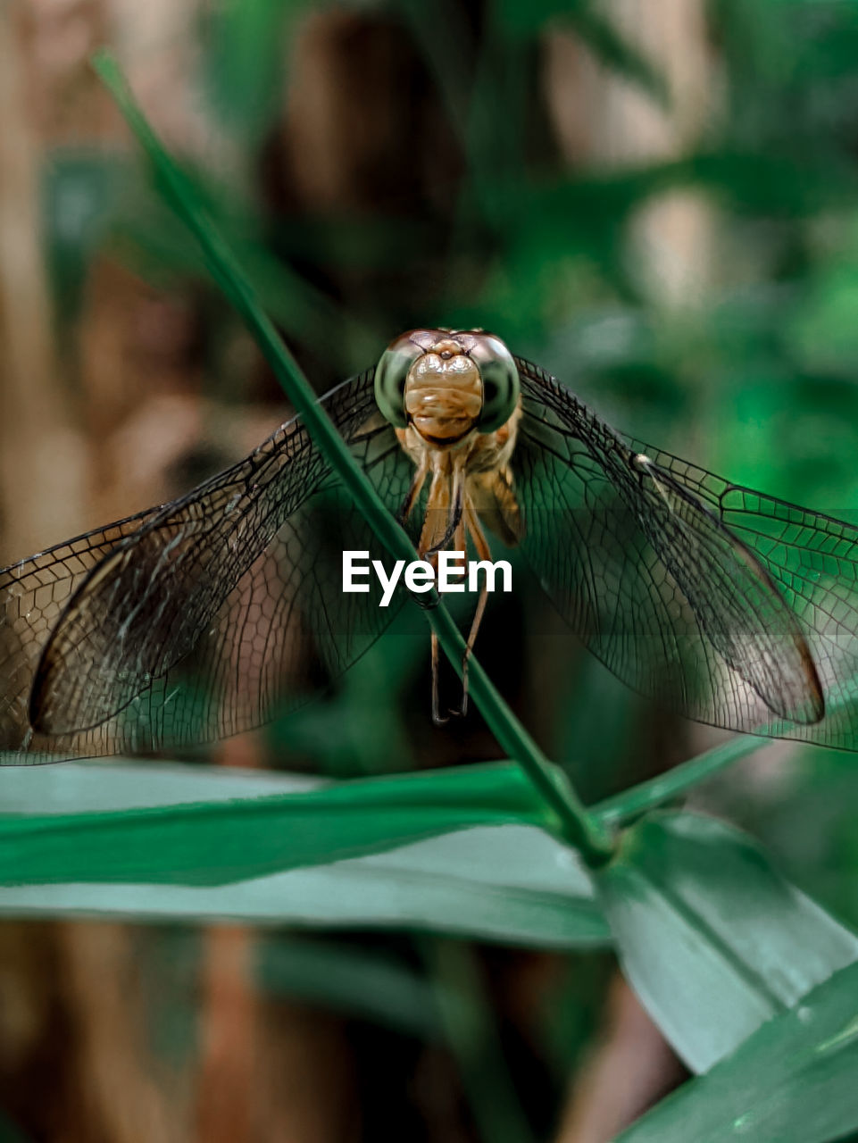 Close-up of insect on leaf