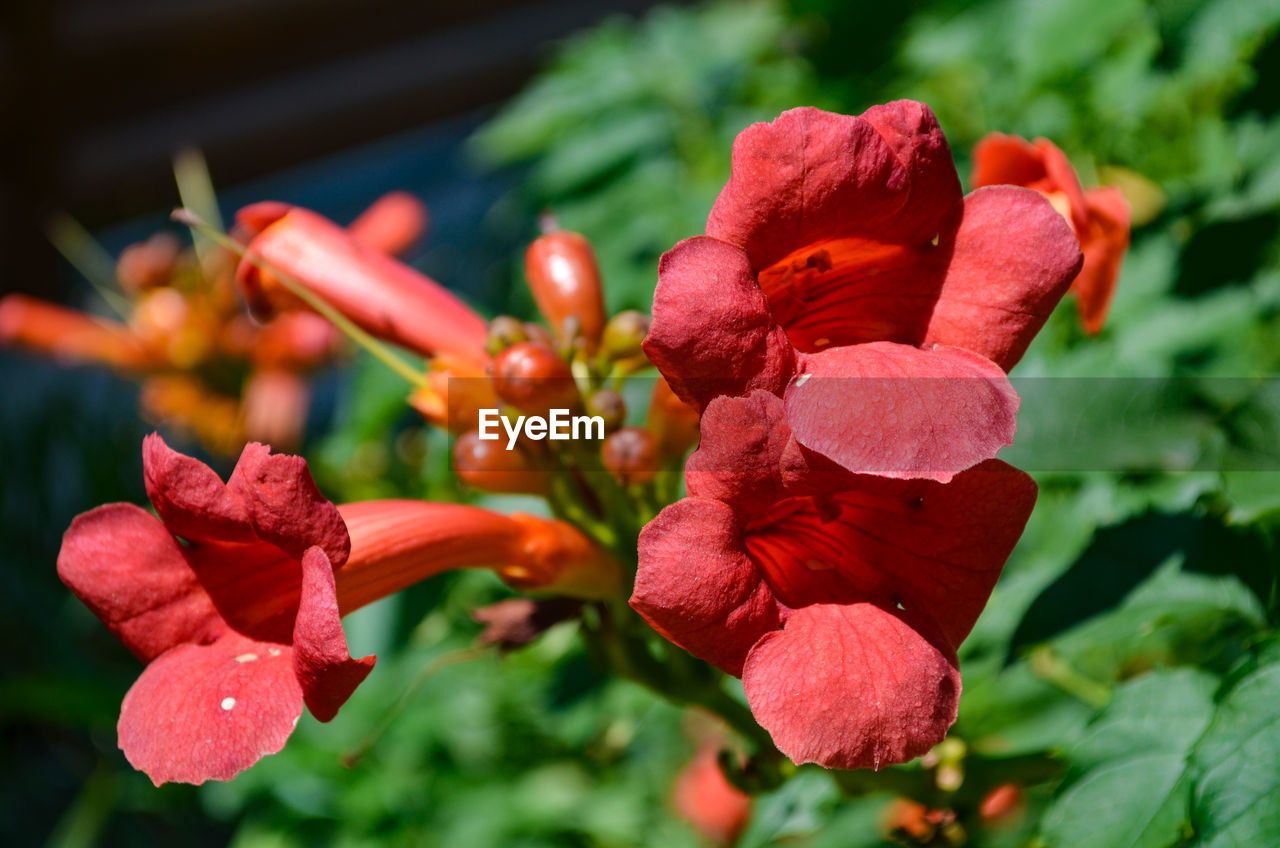 CLOSE-UP OF RED FLOWERING PLANTS