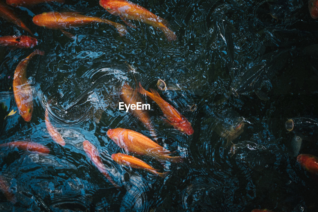 HIGH ANGLE VIEW OF KOI FISH IN LAKE