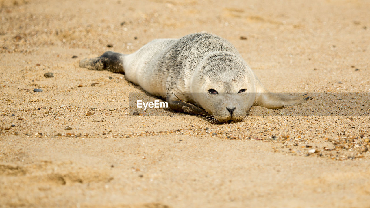 Sea lion on sand at beach