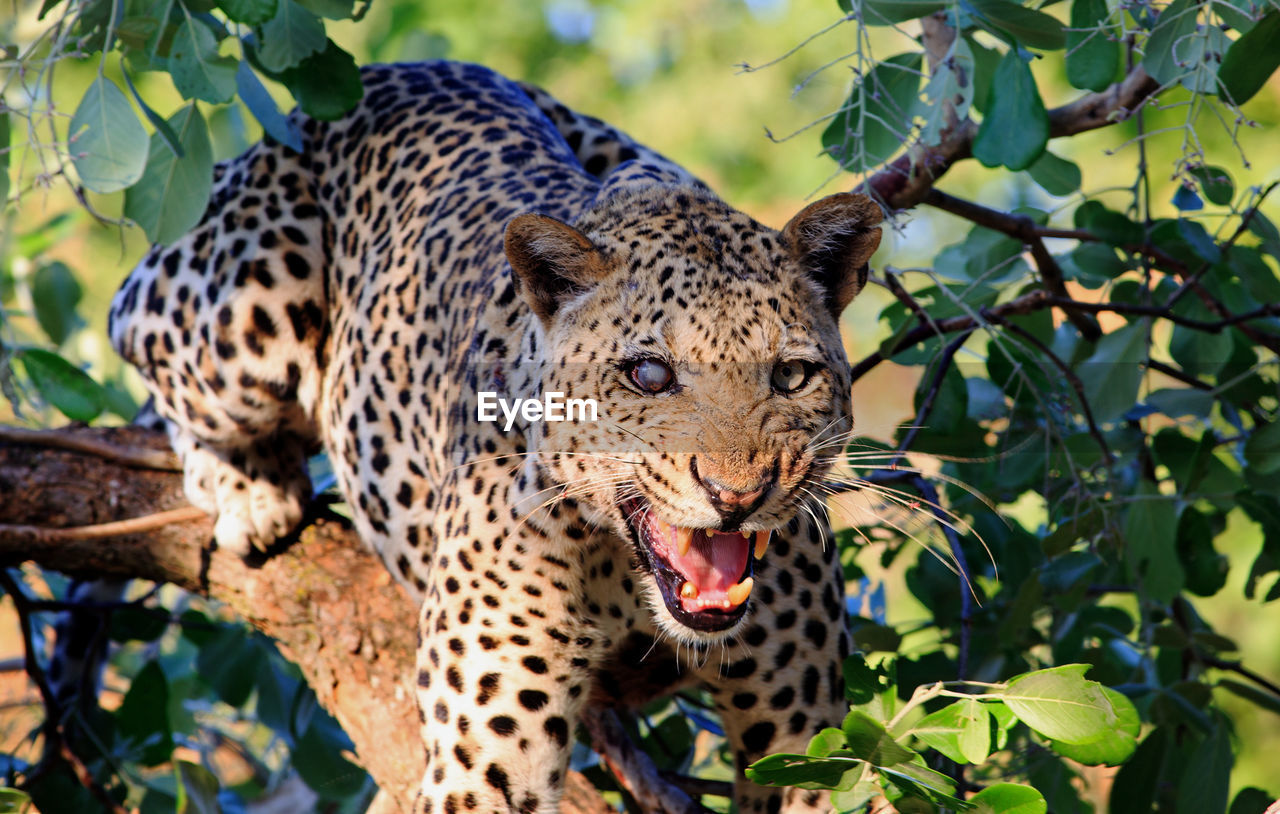 CLOSE-UP OF GIRAFFE AGAINST TREES